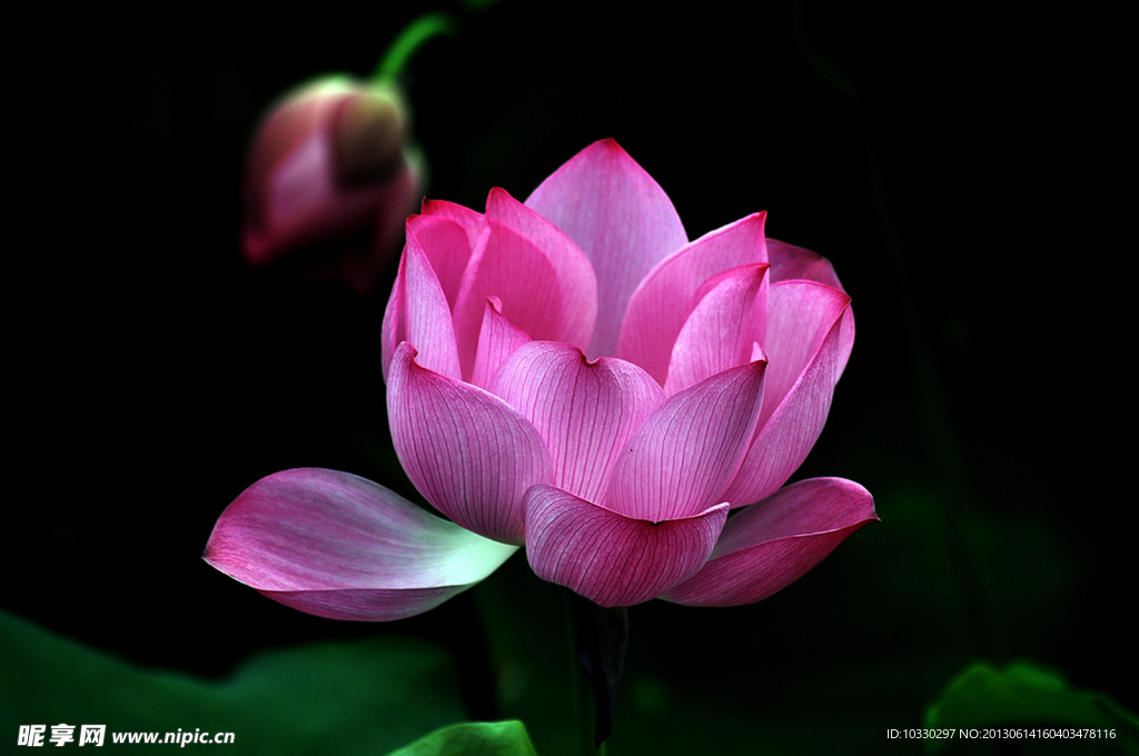 荷花