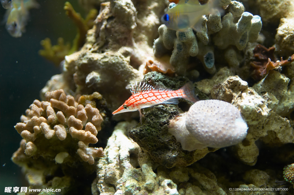 水族馆 珊瑚鱼