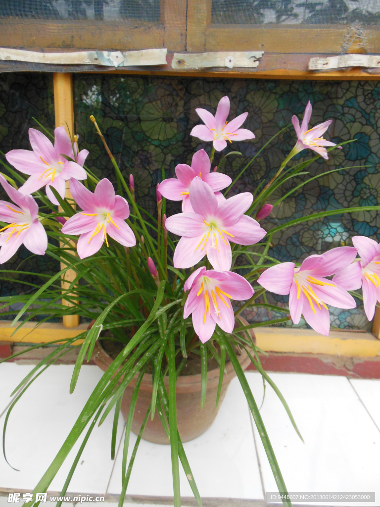 韭蘭花