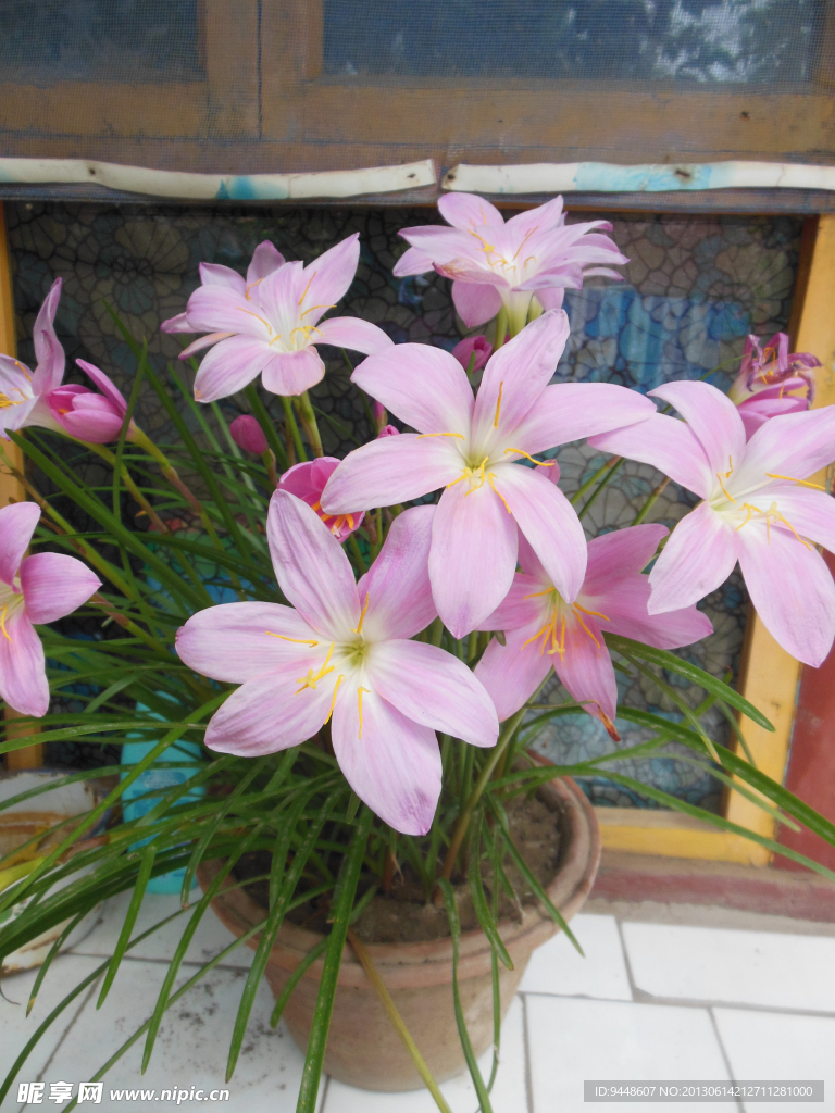 韭蘭花