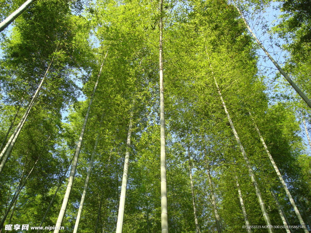 綠色竹子