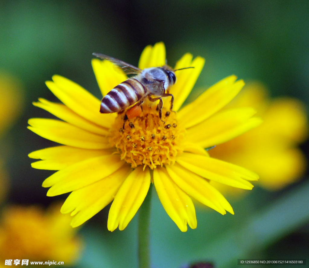 一只小蜜蜂
