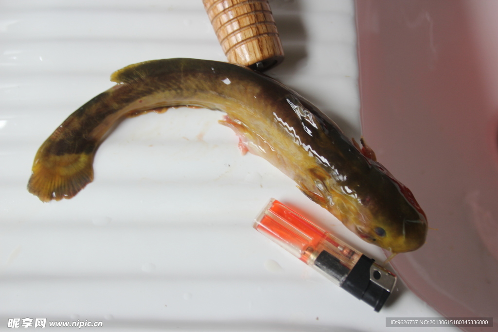 黃角丁魚