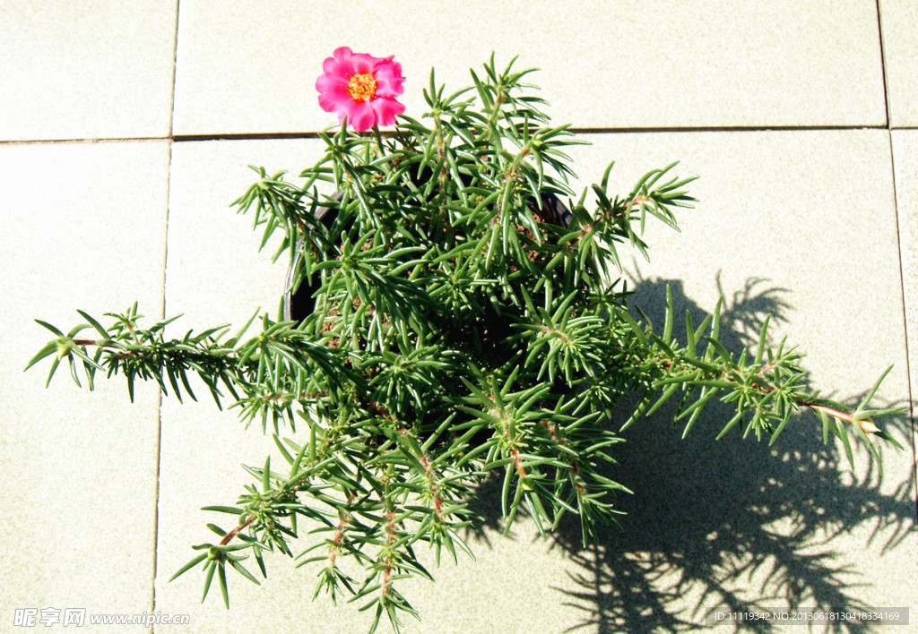 單瓣太陽(yáng)花