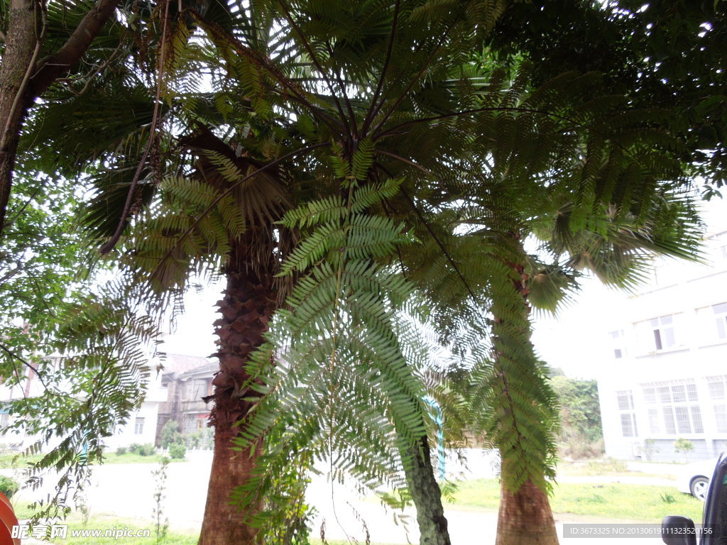 侏羅樹