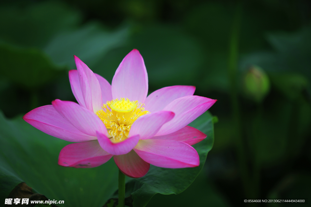 荷花 蓮花