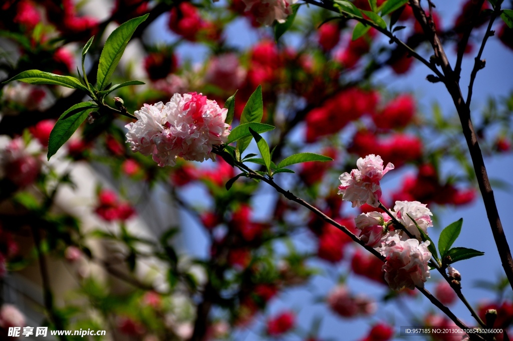 桃花