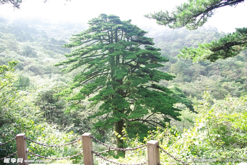 團(tuán)結(jié)松