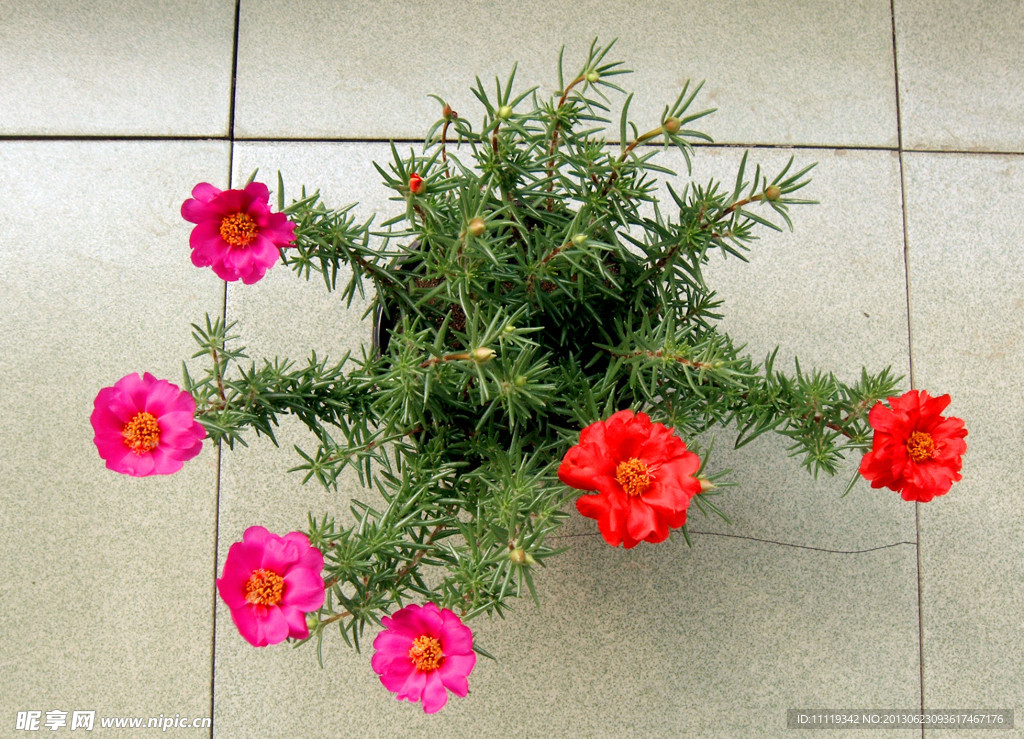 混色太陽花