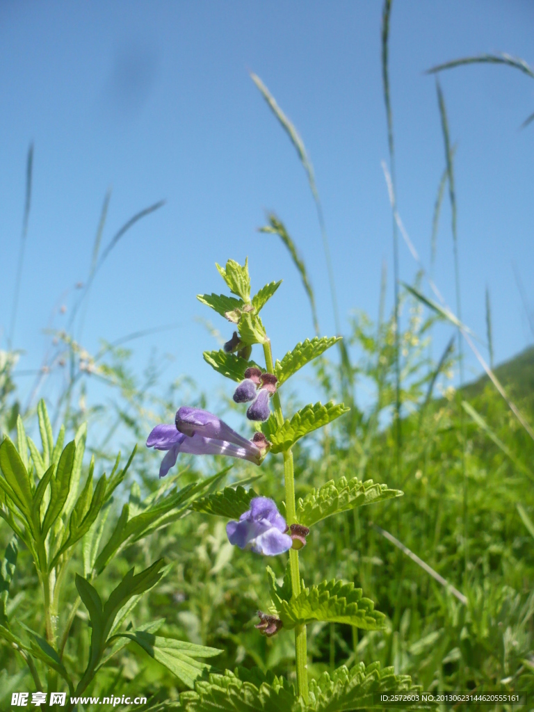 小花
