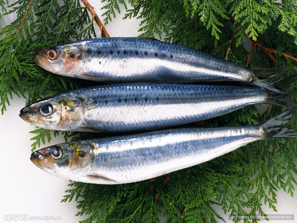 鮮鲅魚