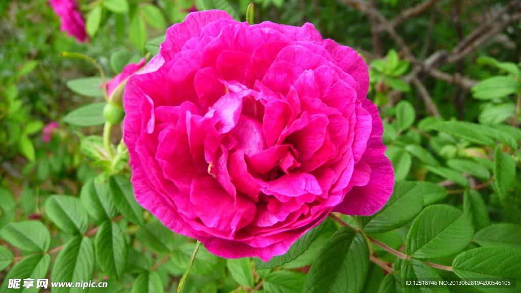 粉色玫瑰花