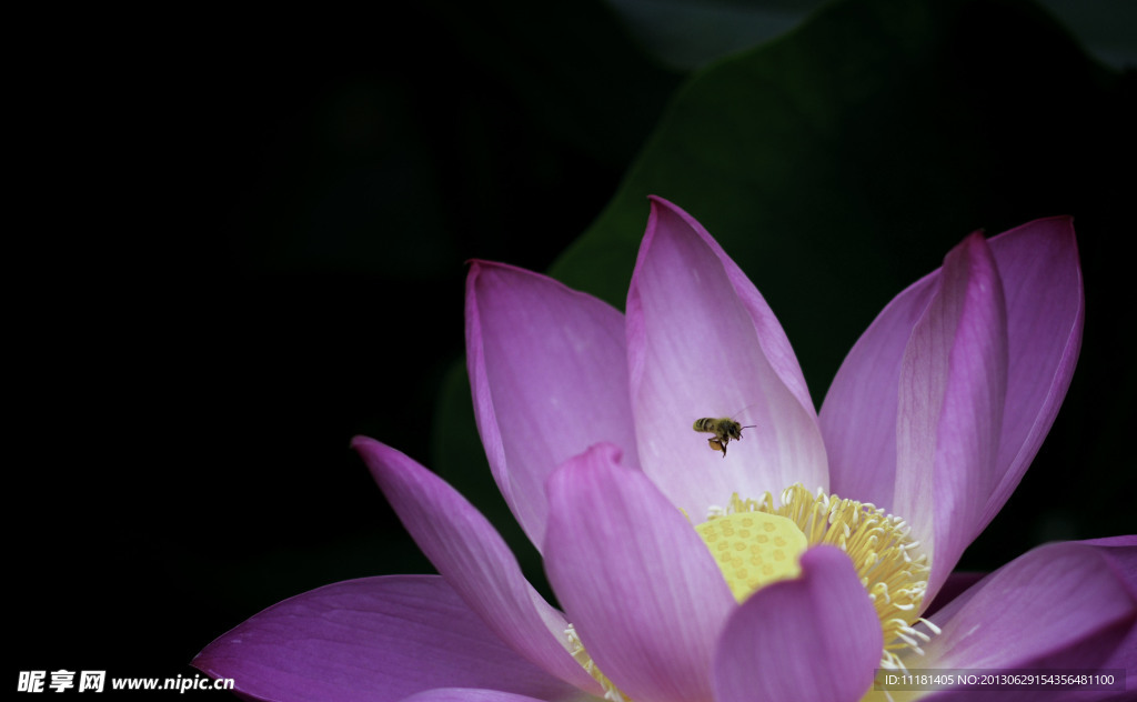 引的蜜蜂來