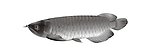 金龍魚 銀龍魚