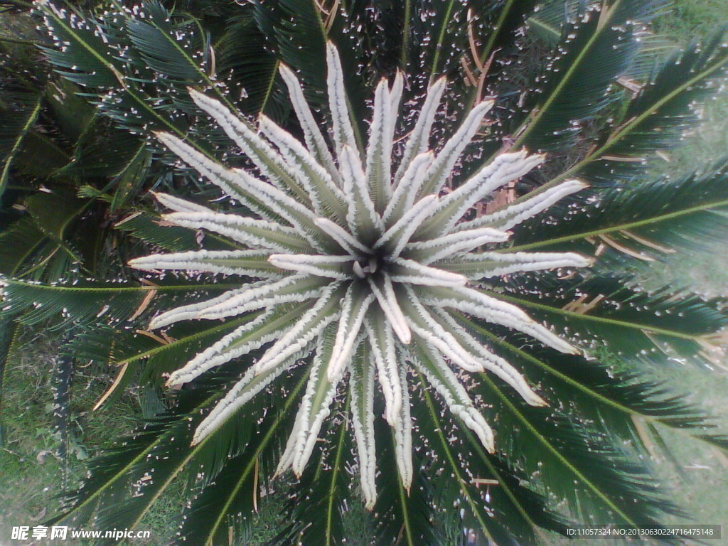 花心