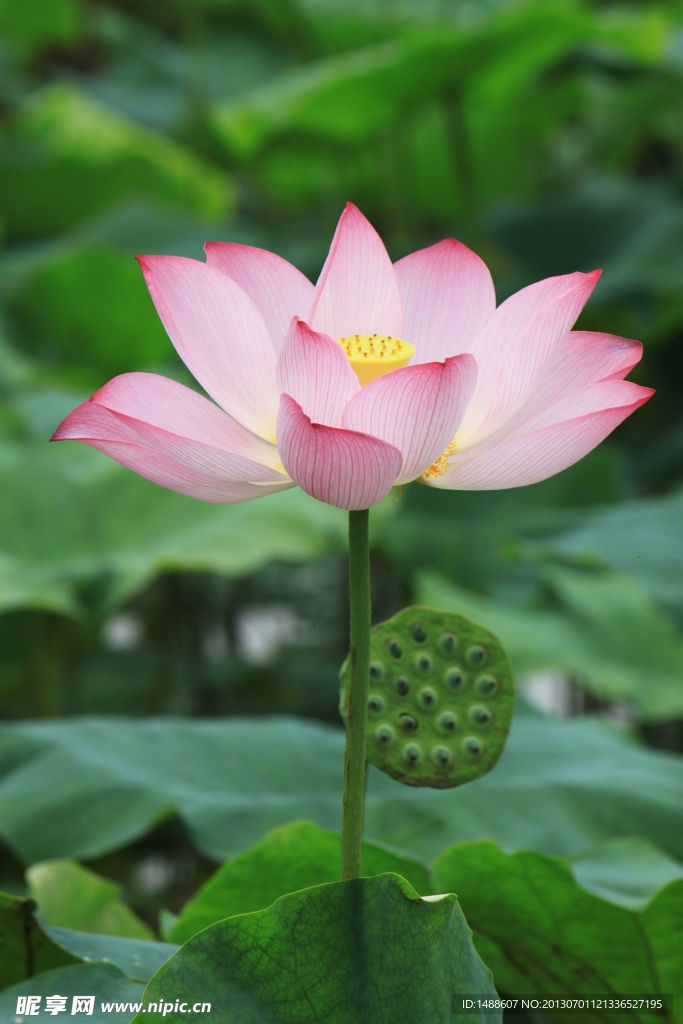 荷花