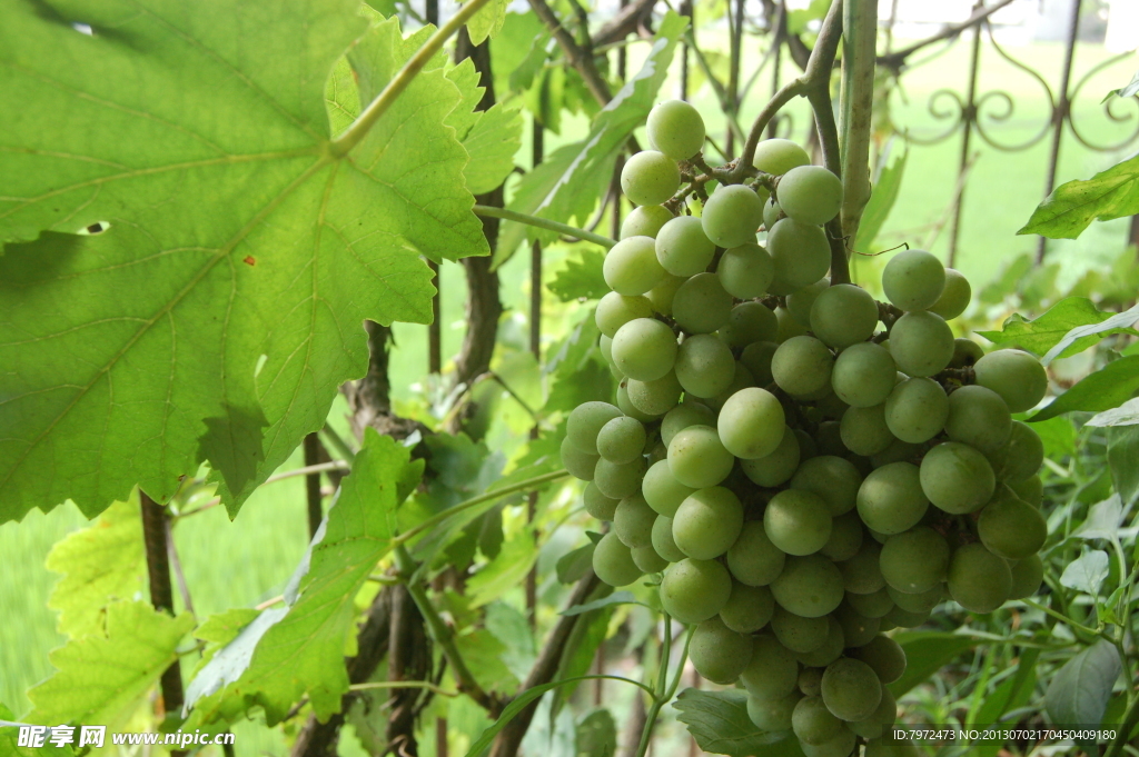 阳台种植葡萄