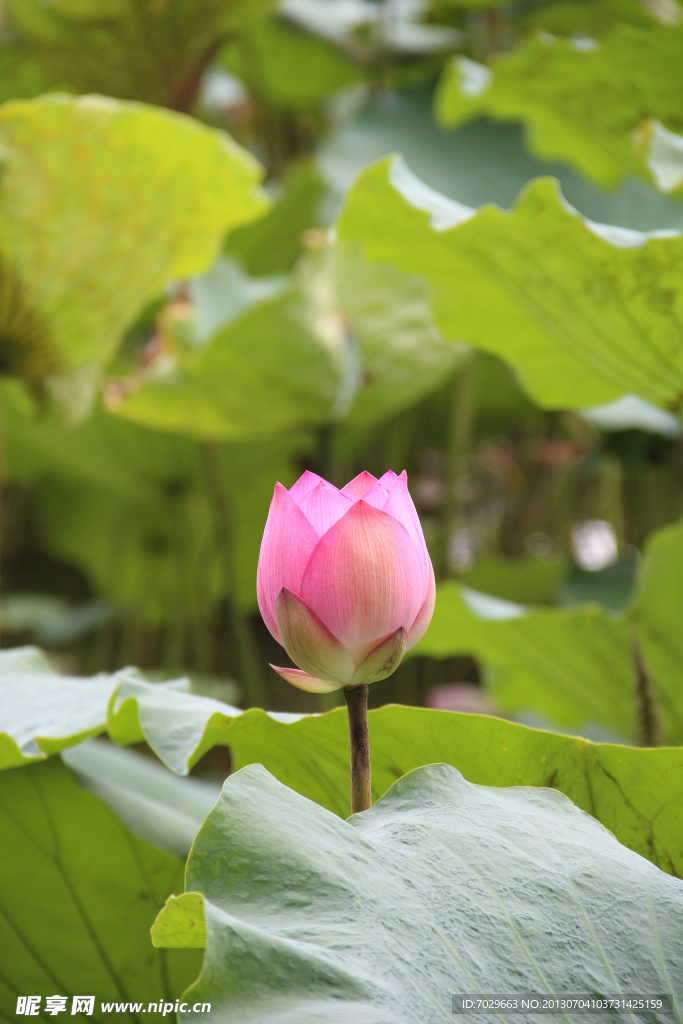 荷花