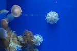 海洋世界 水母 植物