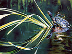 乌龟油画