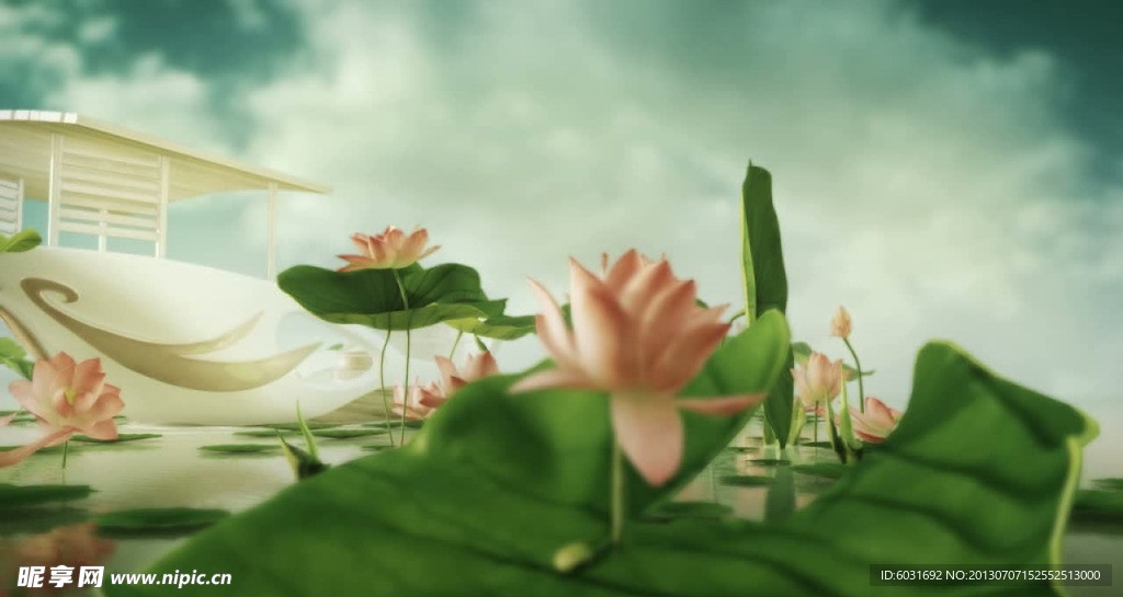 陽光荷花視頻