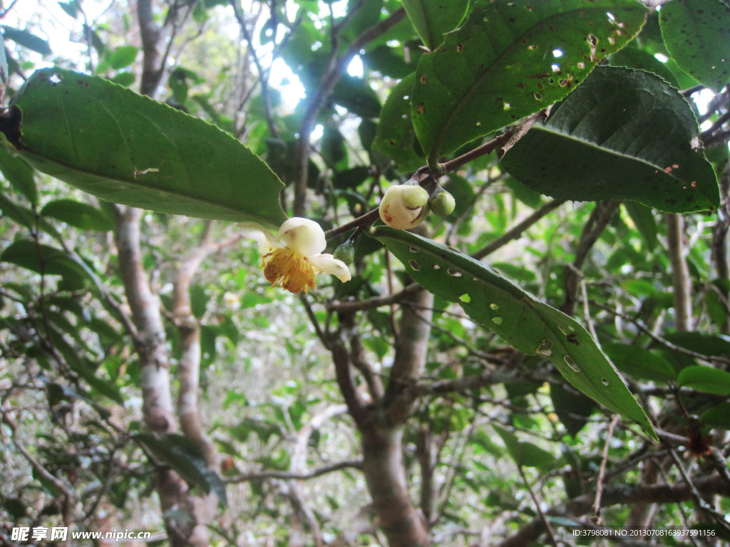 古樹茶花