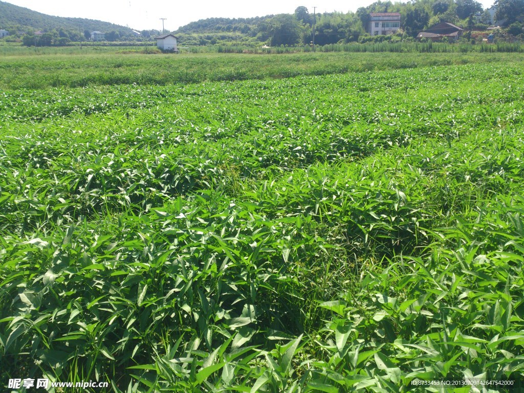 松西子千亩蔬菜基地