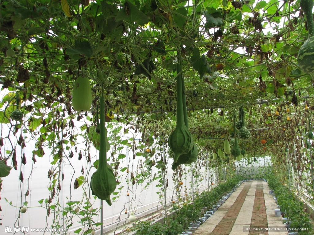 蔬菜園藝立體種植