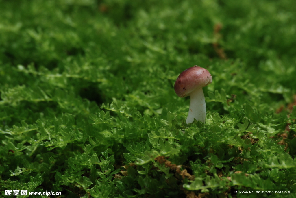 野生非食用菌