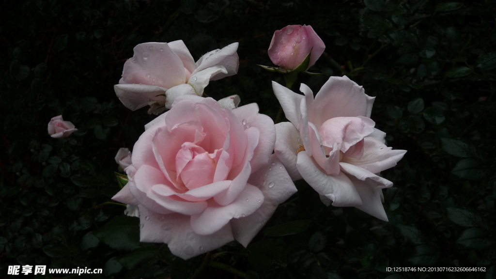 薔薇花