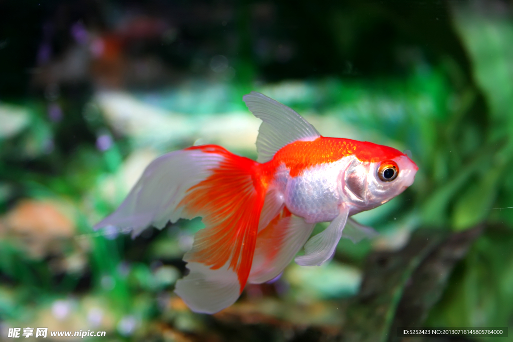 金魚