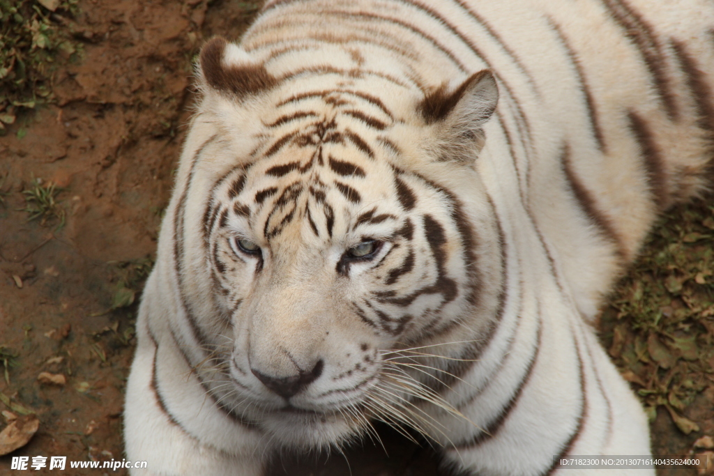 云南野生動物園老虎