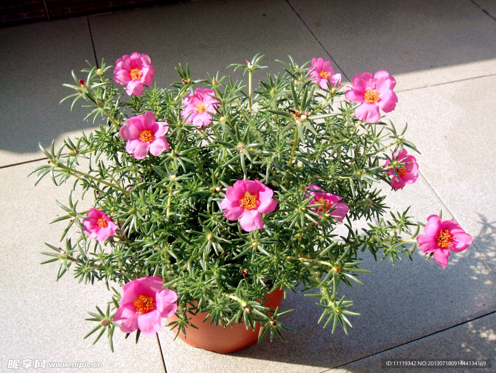 粉色太陽(yáng)花