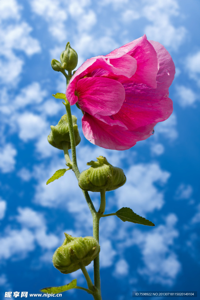 蜀葵