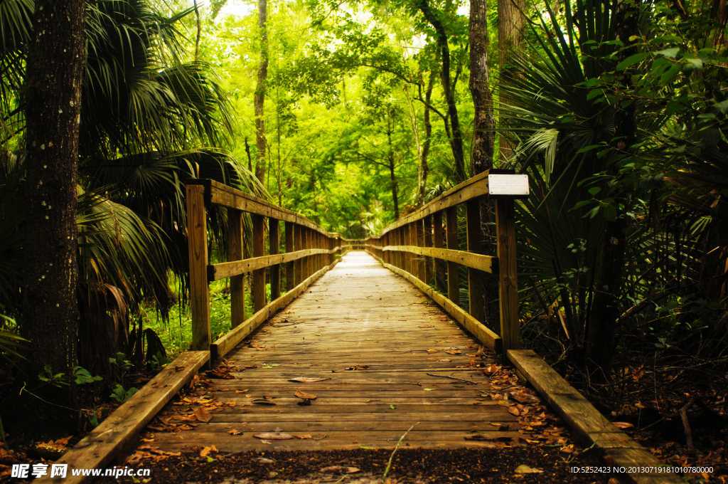 森林木桥