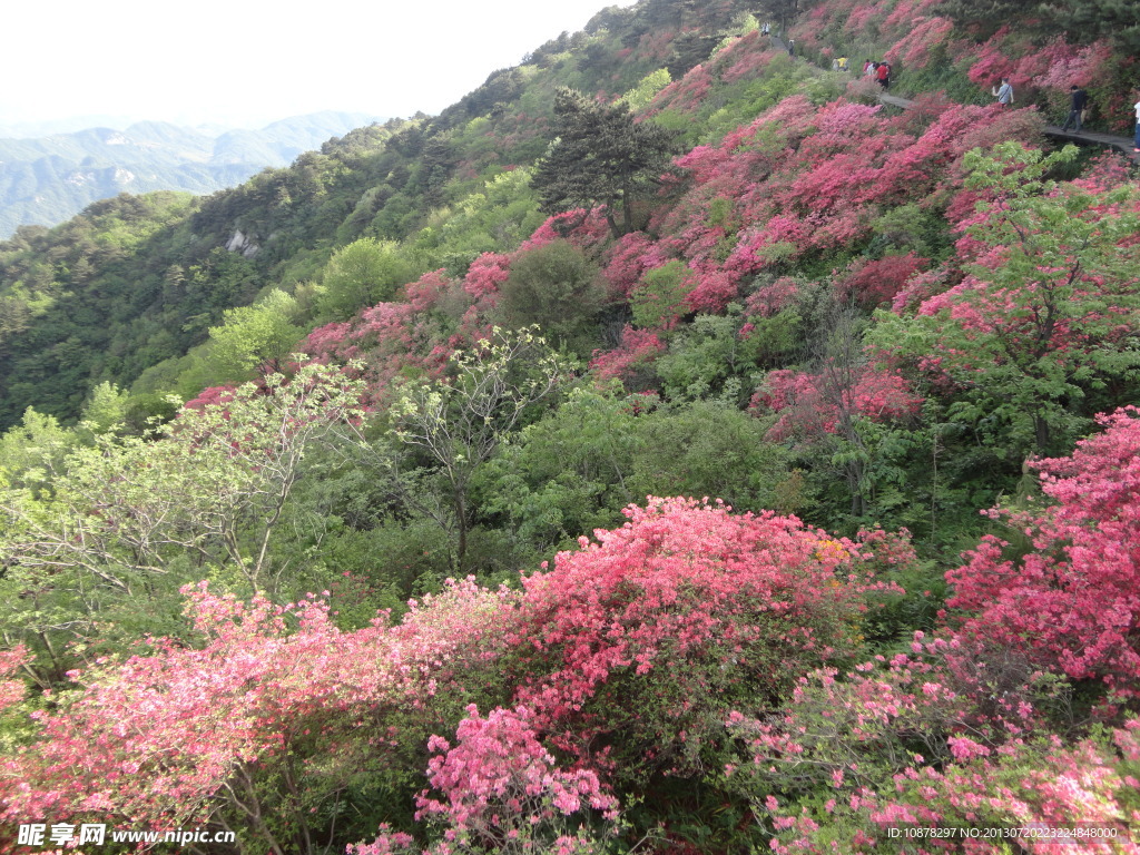 杜鵑 麻城 龜峰山