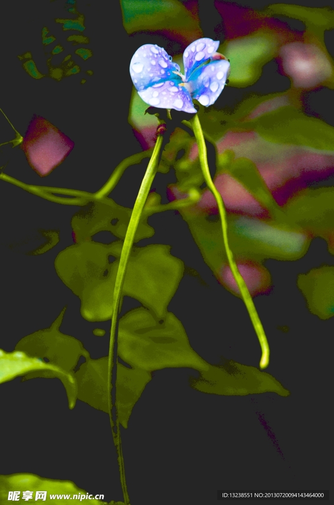 豆角花瓣