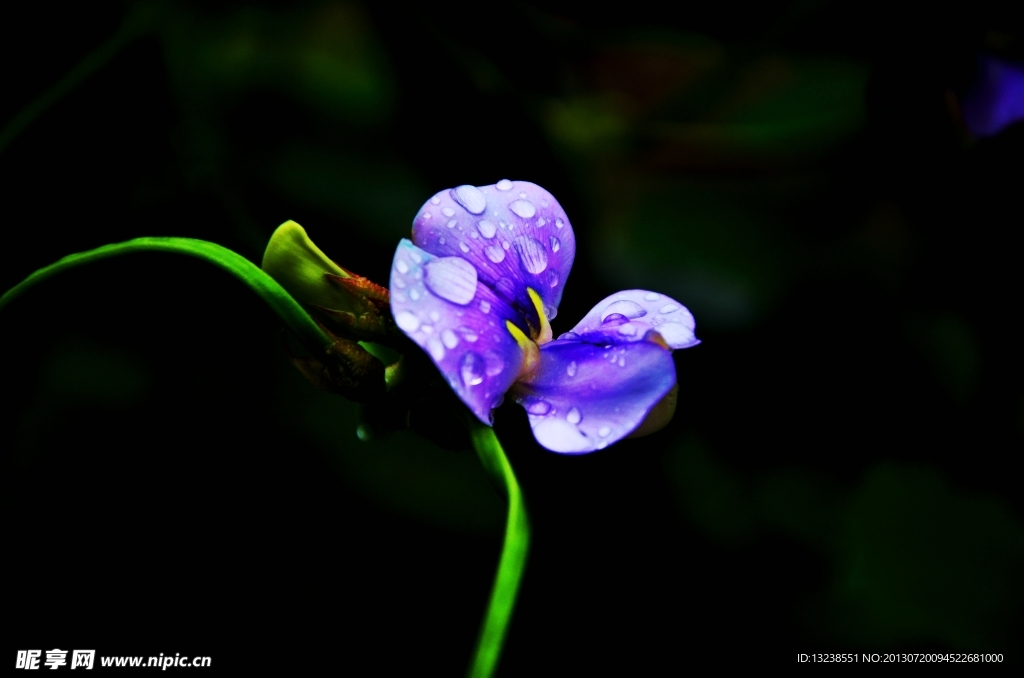 豆角花瓣