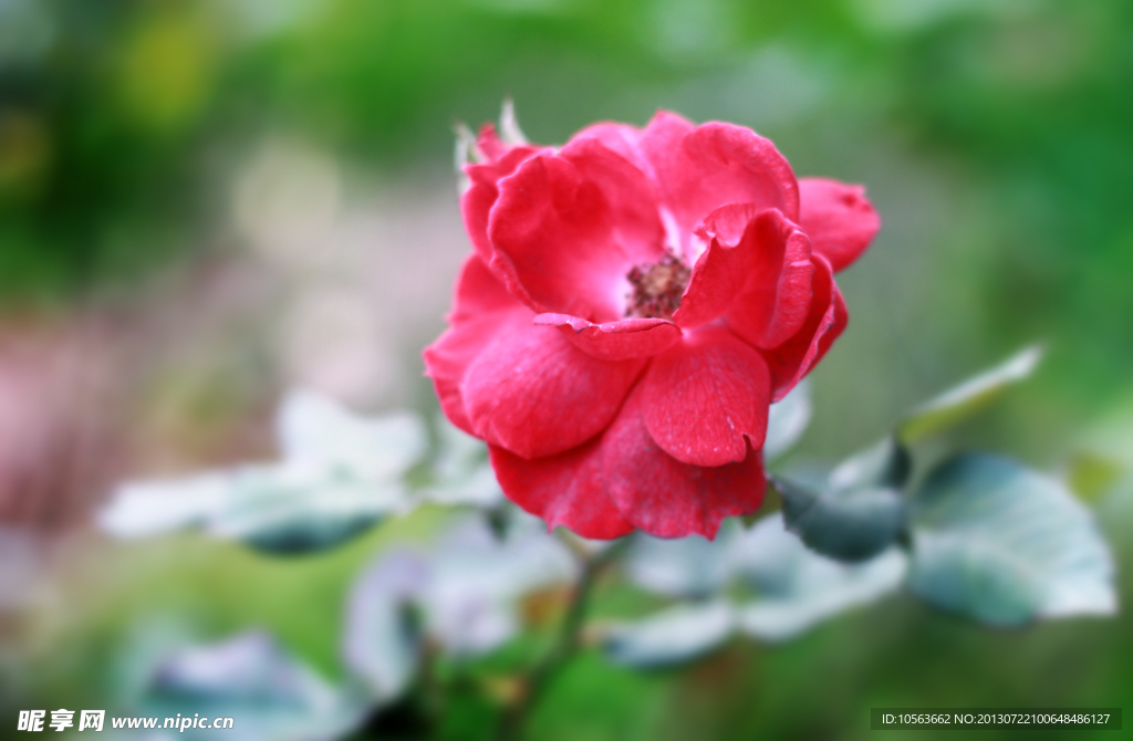 茶花 紅色