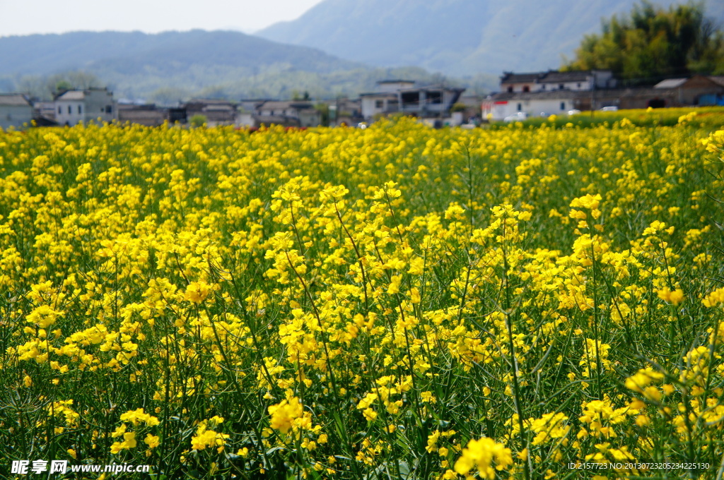 油菜花海