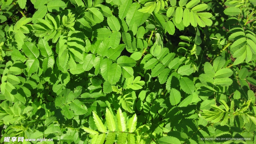 新鮮樹(shù)葉
