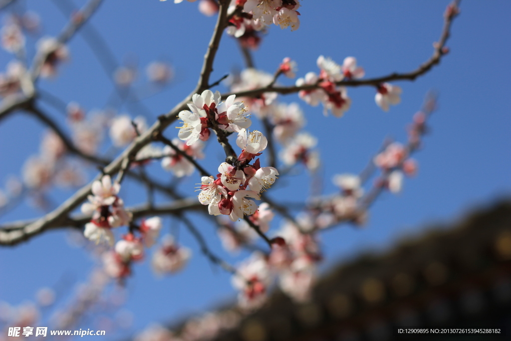 枝頭梅花