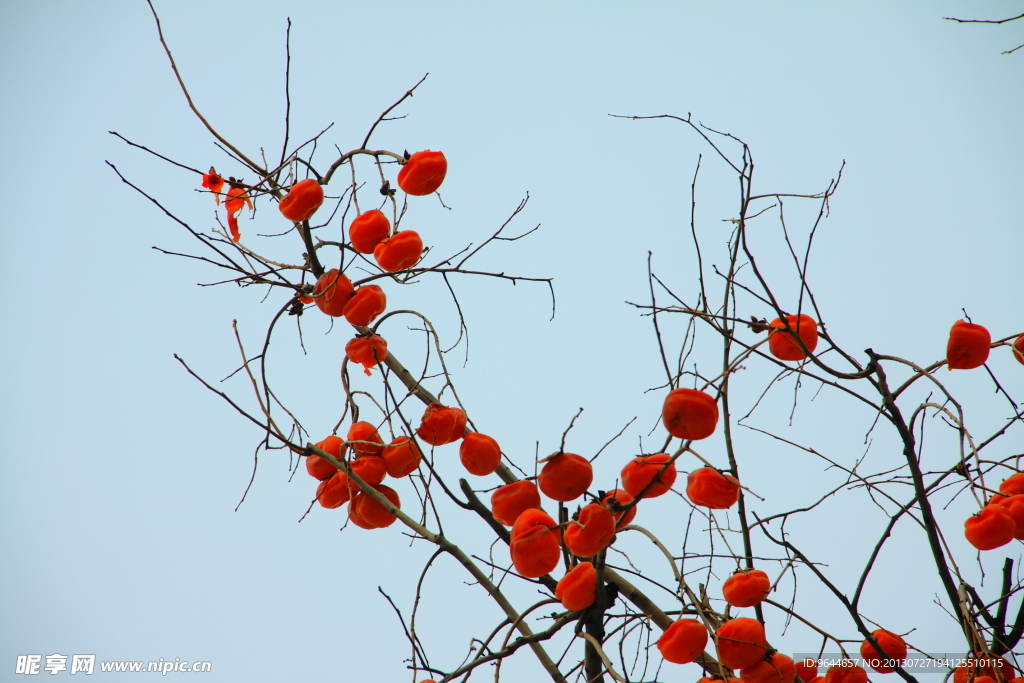 花枝