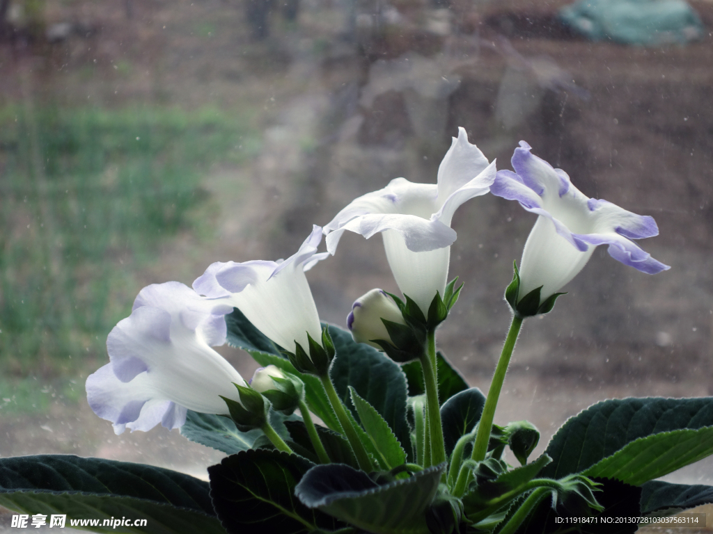 家中芙蓉花
