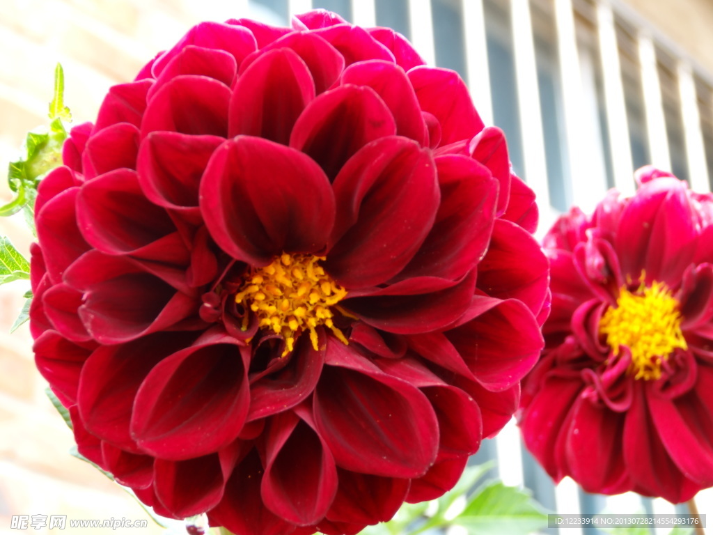 紅色花