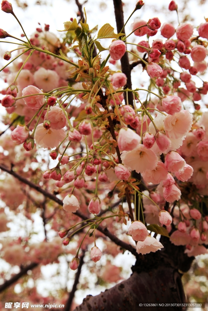 櫻花