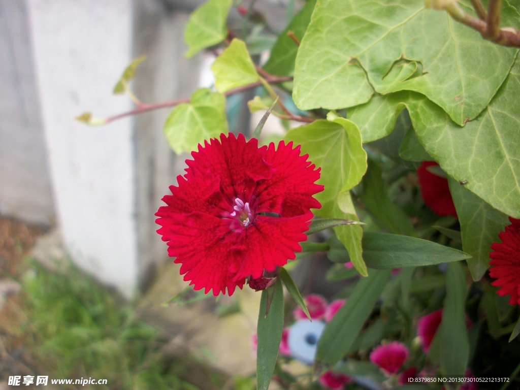 紅花