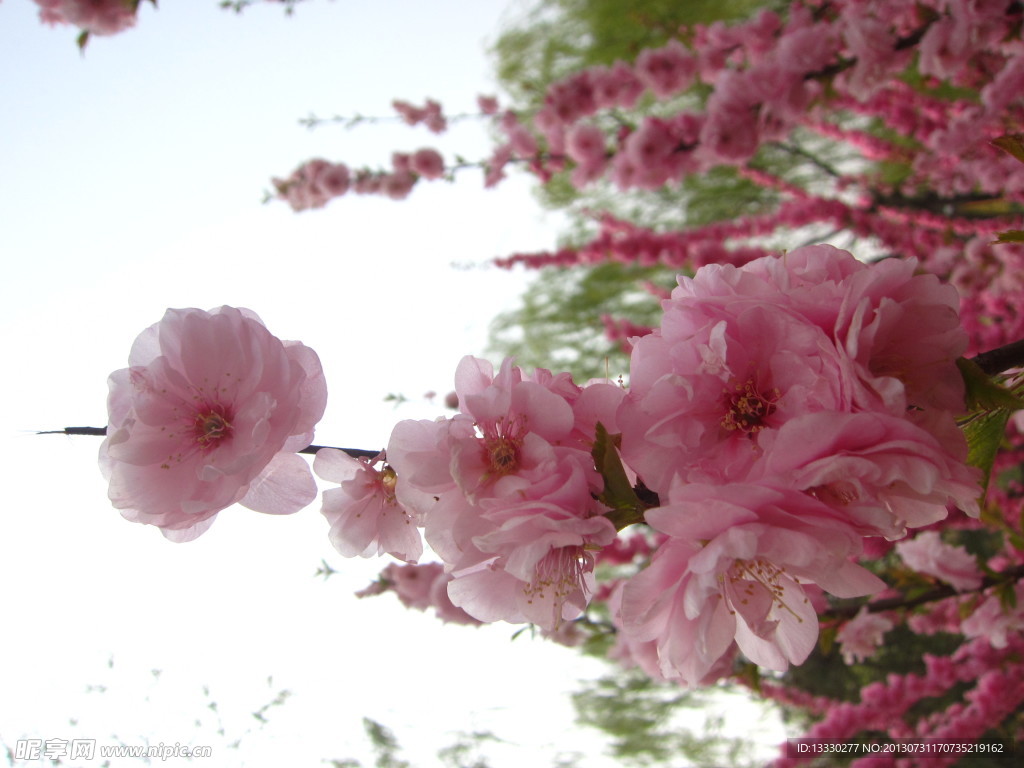 紫葉桃花