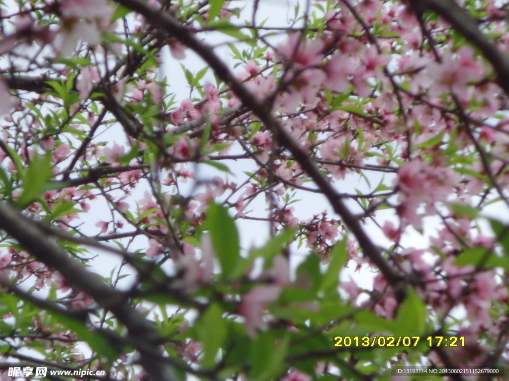 桃花林