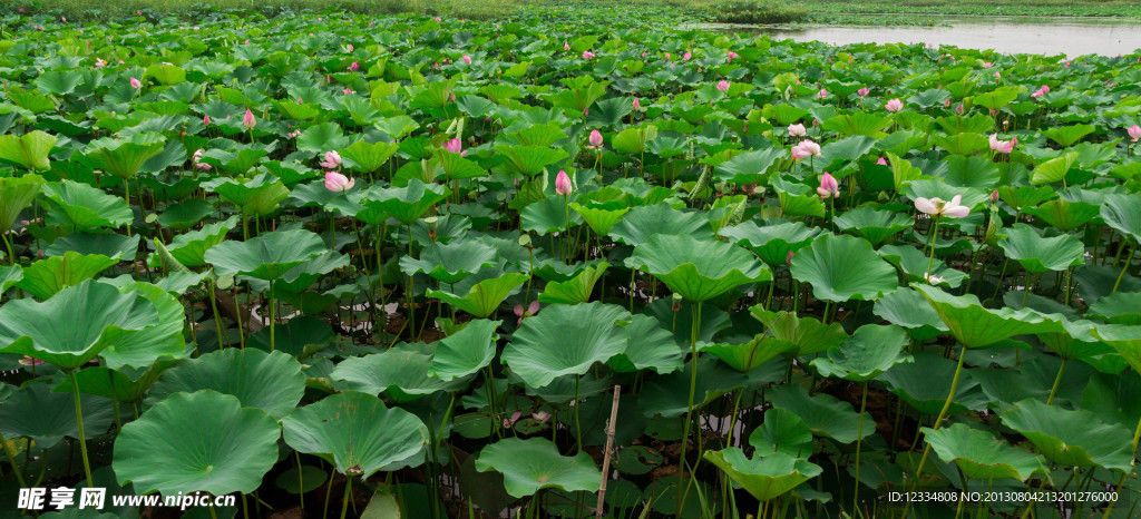 蓮花湖